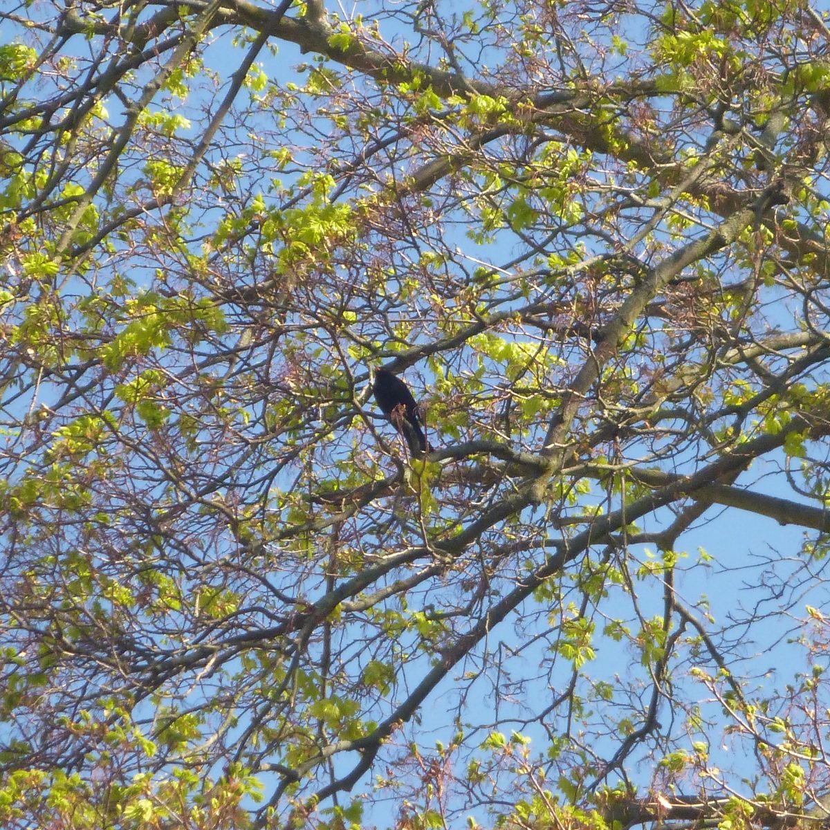 Wilma Wusel entdeckt die Amsel