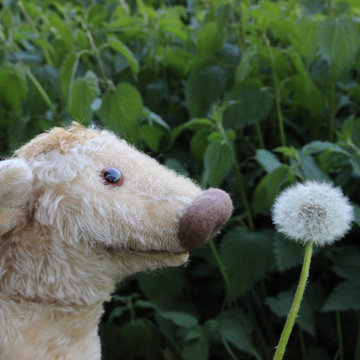 Wilma Wusel entdeckt die Pusteblume