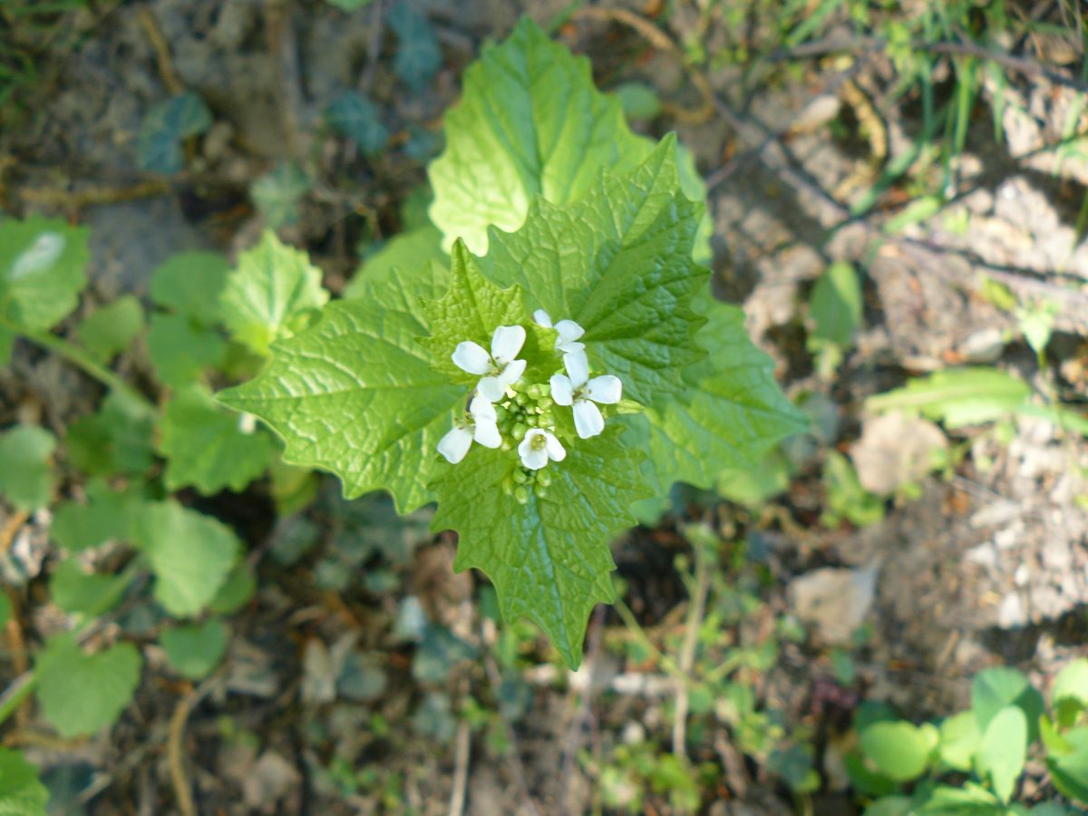 Gesund und lecker – „Die Knoblauchsrauke“