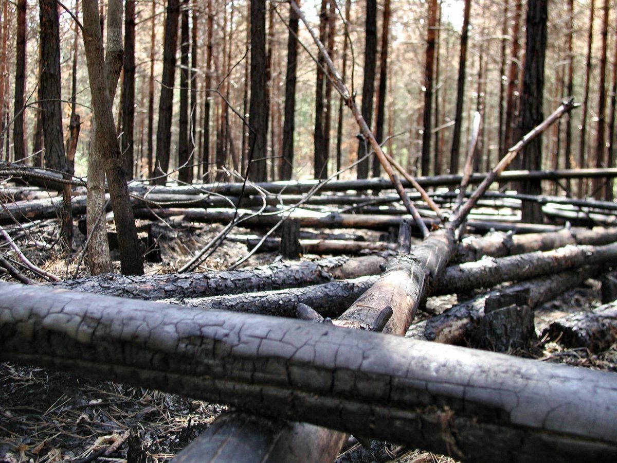 Waldbrand – ein durchaus brandaktuelles Thema