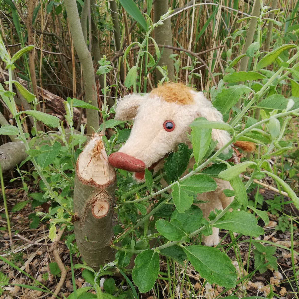 Wilma Wusel entdeckt angenagte Bäume