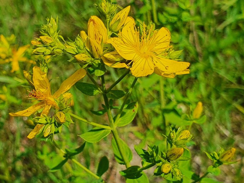 „Echtes Johanniskraut“ –  Das  wilde Sonnenkind