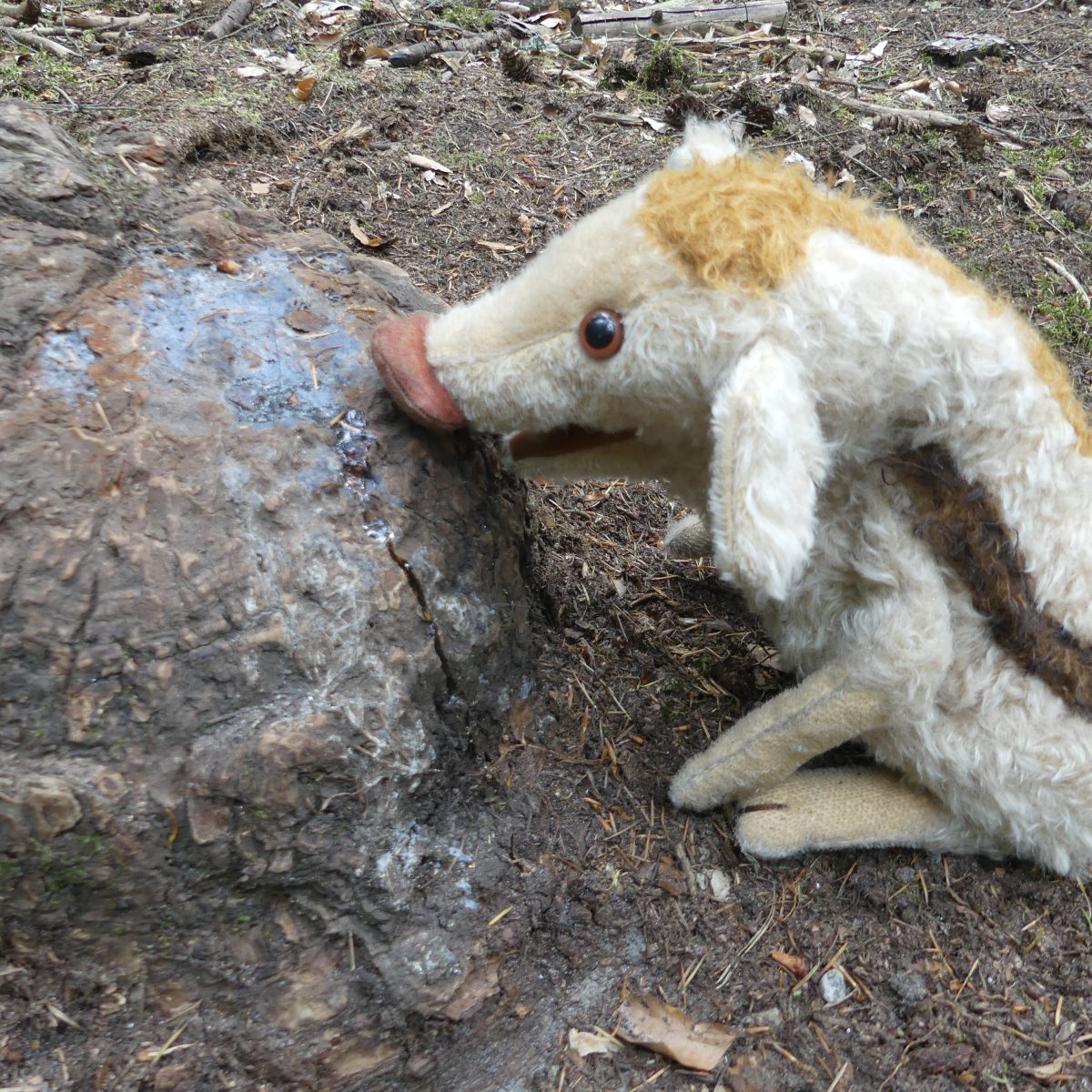 Wilma Wusel ist ganz Wildschwein