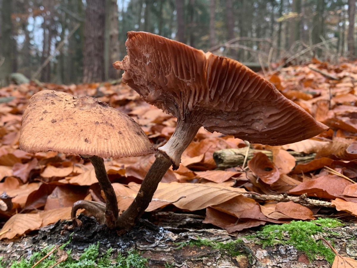 Pilze – Wer oder Was seid ihr eigentlich?