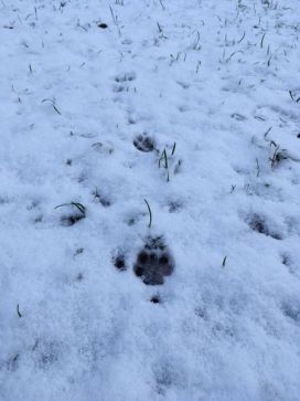 Eine Fuchsfährte im Schnee. Vorn im Bild ist der größte Fußabdruck zu sehen.