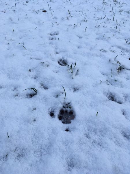 Eine Fuchsfährte im Schnee. Vorn im Bild ist der größte Fußabdruck zu sehen.