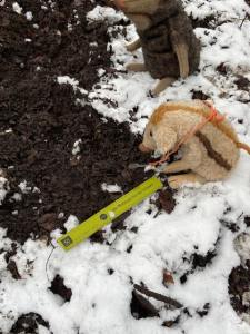 Wildschwein Wilma Wusel sitzt mit ihrem Lineal und ihrer Lupe im Schnee und untersucht Spuren.