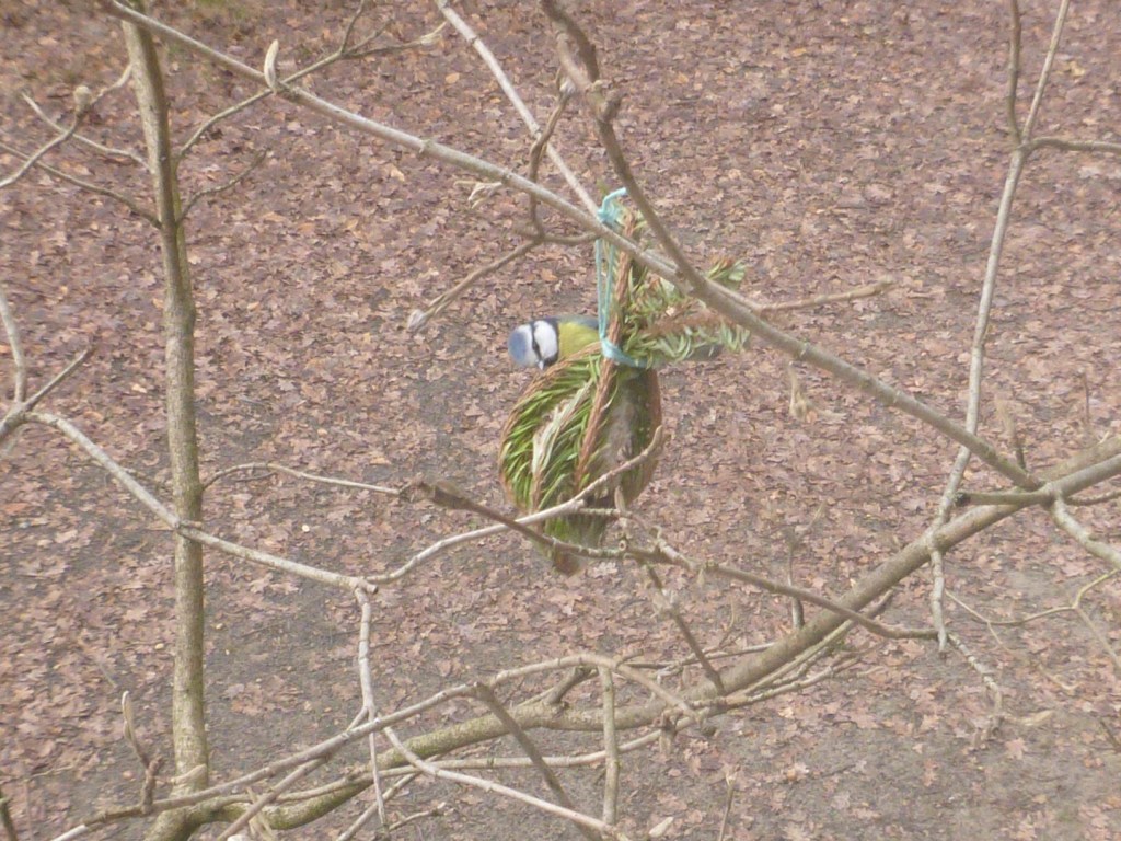 Blaumeise frisst selbstgemachtes Vogelfutter