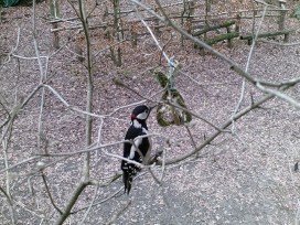 Buntspecht frisst Vogelfutter