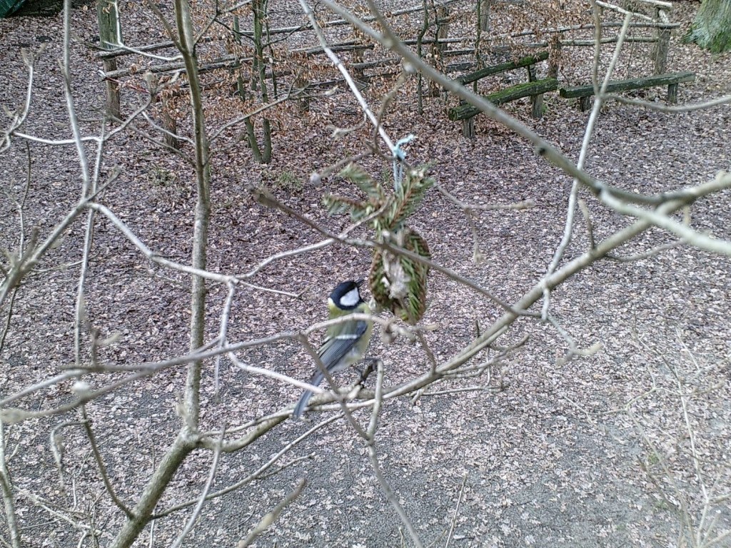 Kohlmeise frisst Vogelfutter