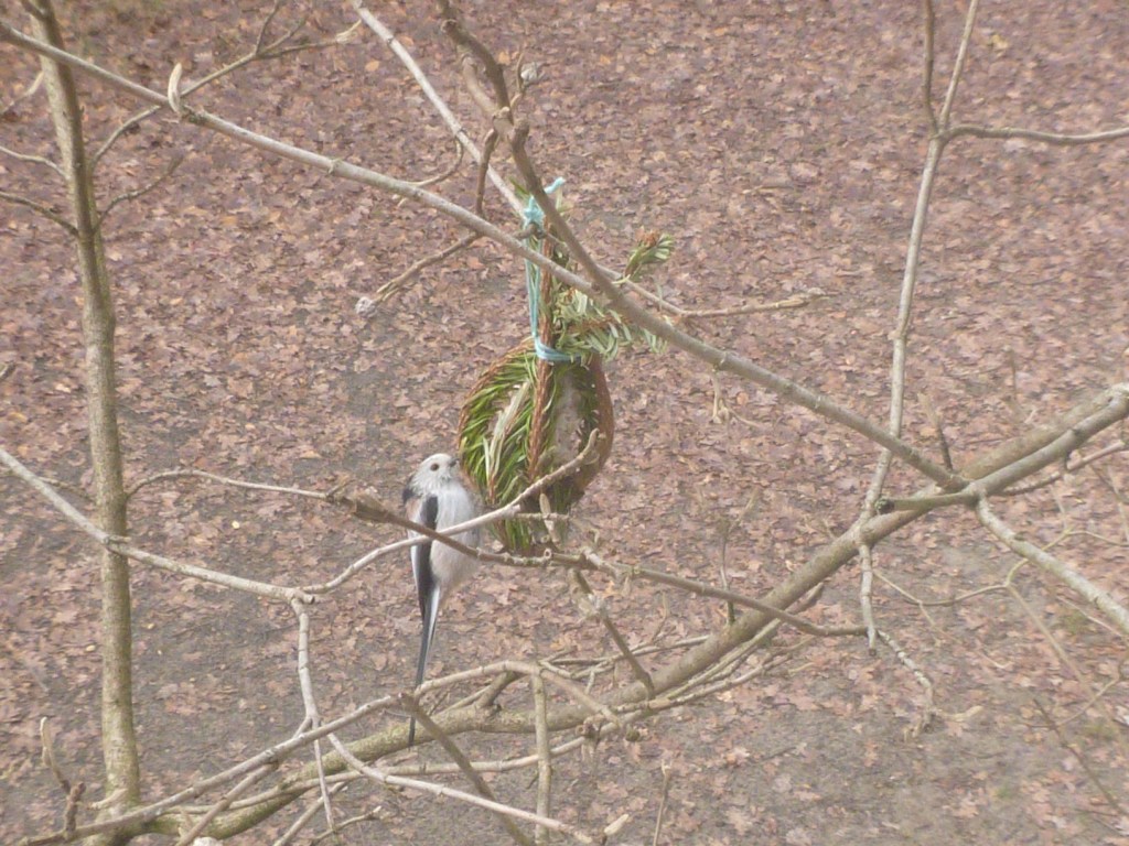 Schwanzmeise frisst Vogelfutter