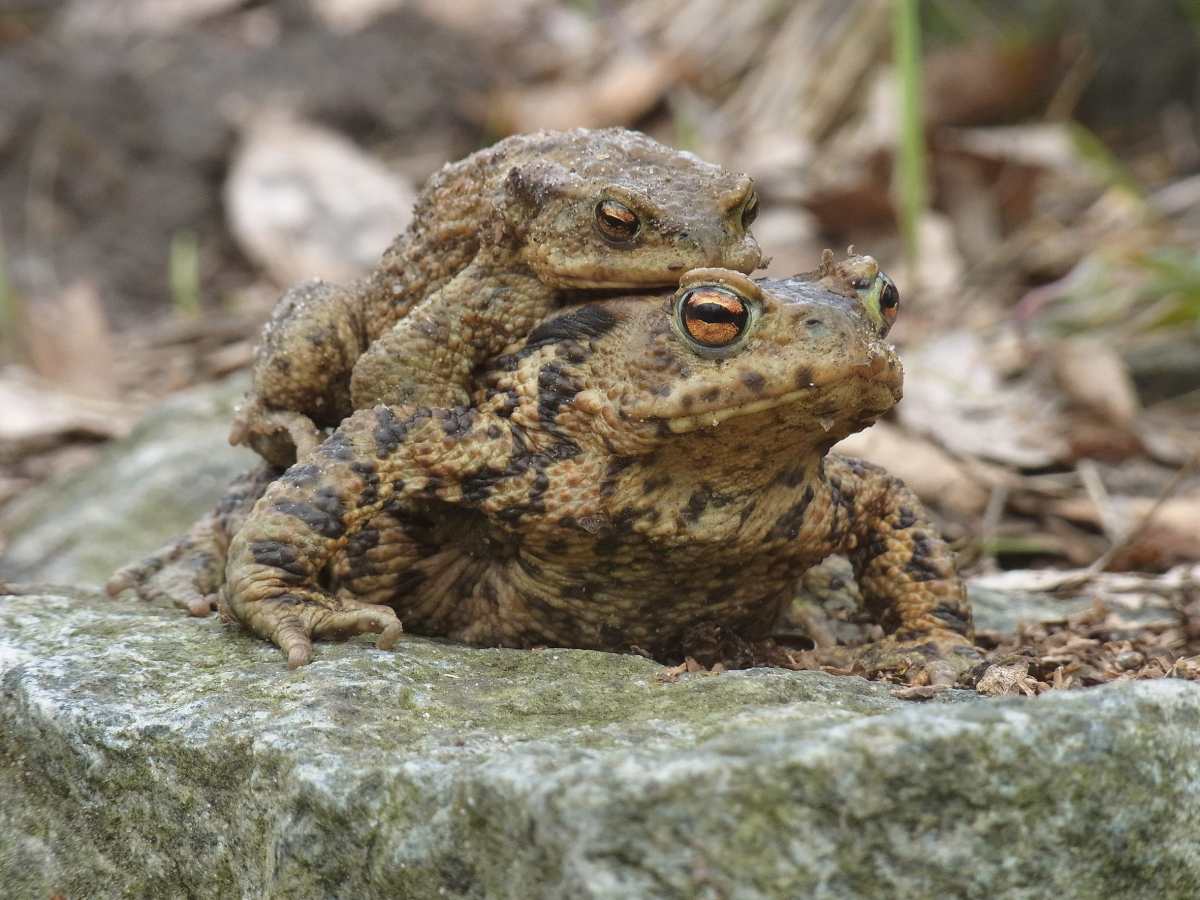 Amphibienschutz an der Havelchaussee