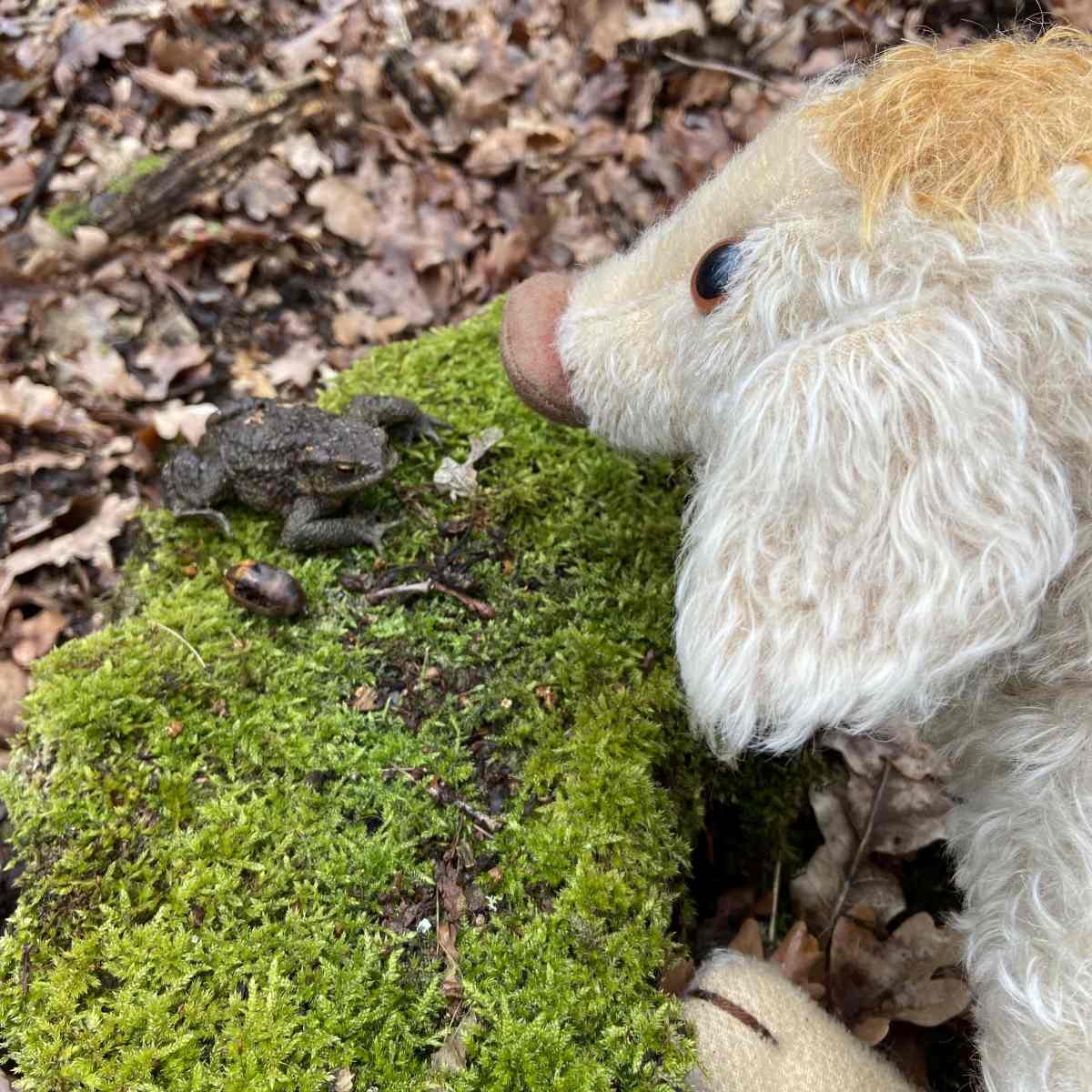 Wilma Wusel entdeckt die Kröten