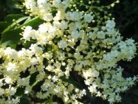 Sommerzeit – Holunderzeit