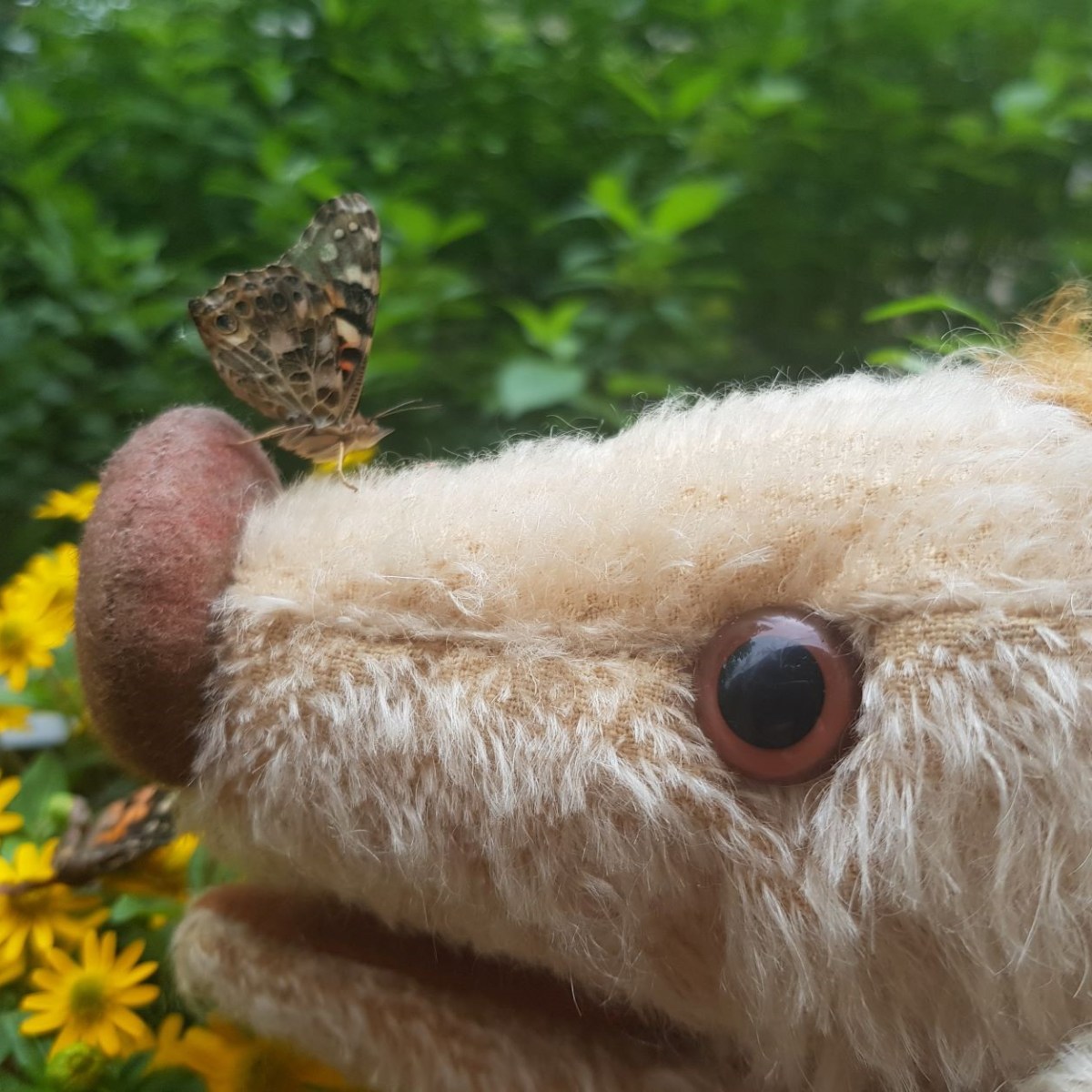 Wilma Wusel entdeckt Schmetterlinge