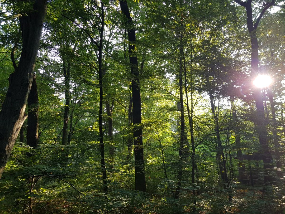 Waldbaden