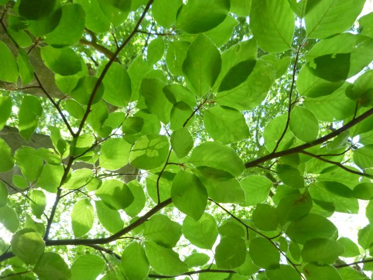 Blick in Blätterdach einer Buche