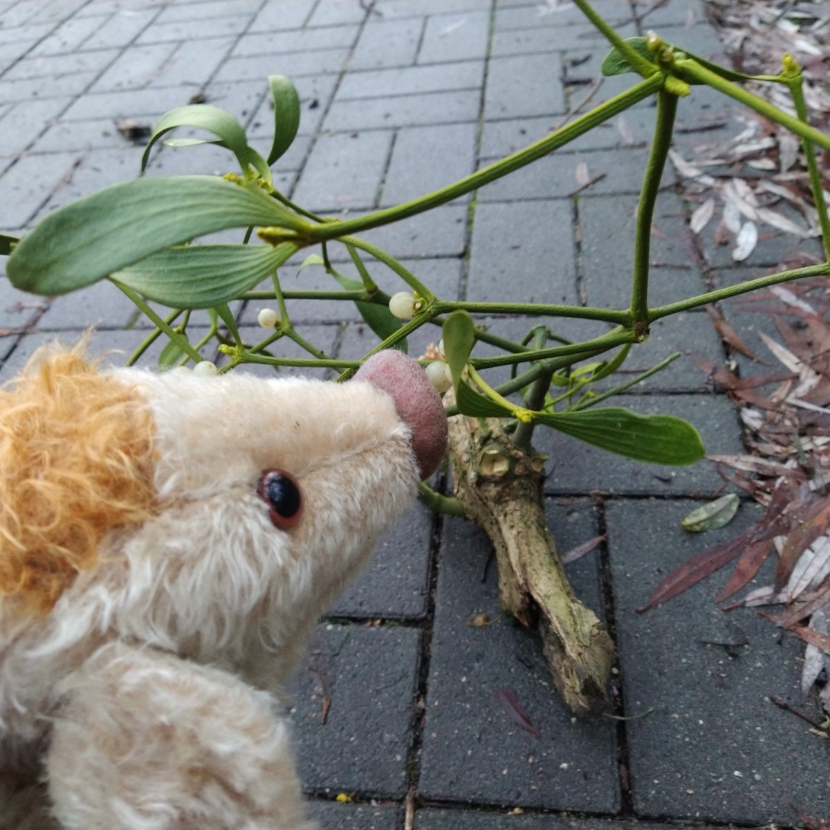 Wilma Wusel entdeckt eine weihnachtliche Zauberpflanze