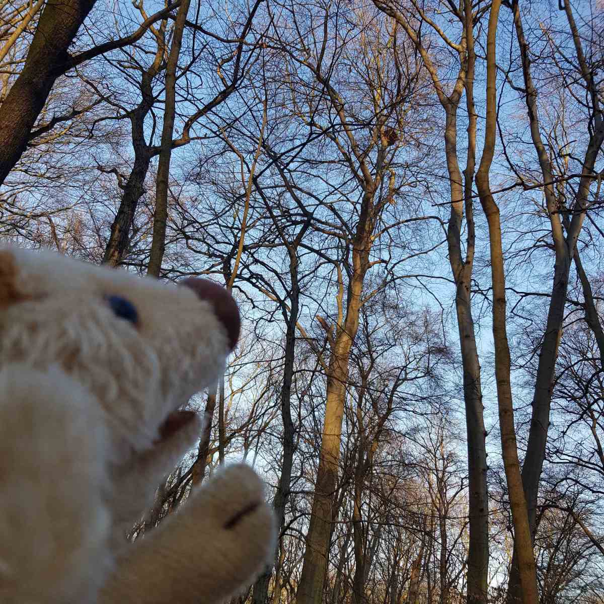 Wilma Wusel entdeckt Greifvögel