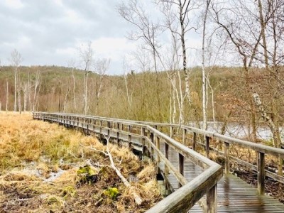 Das Moor – ein unheimlicher Ort?