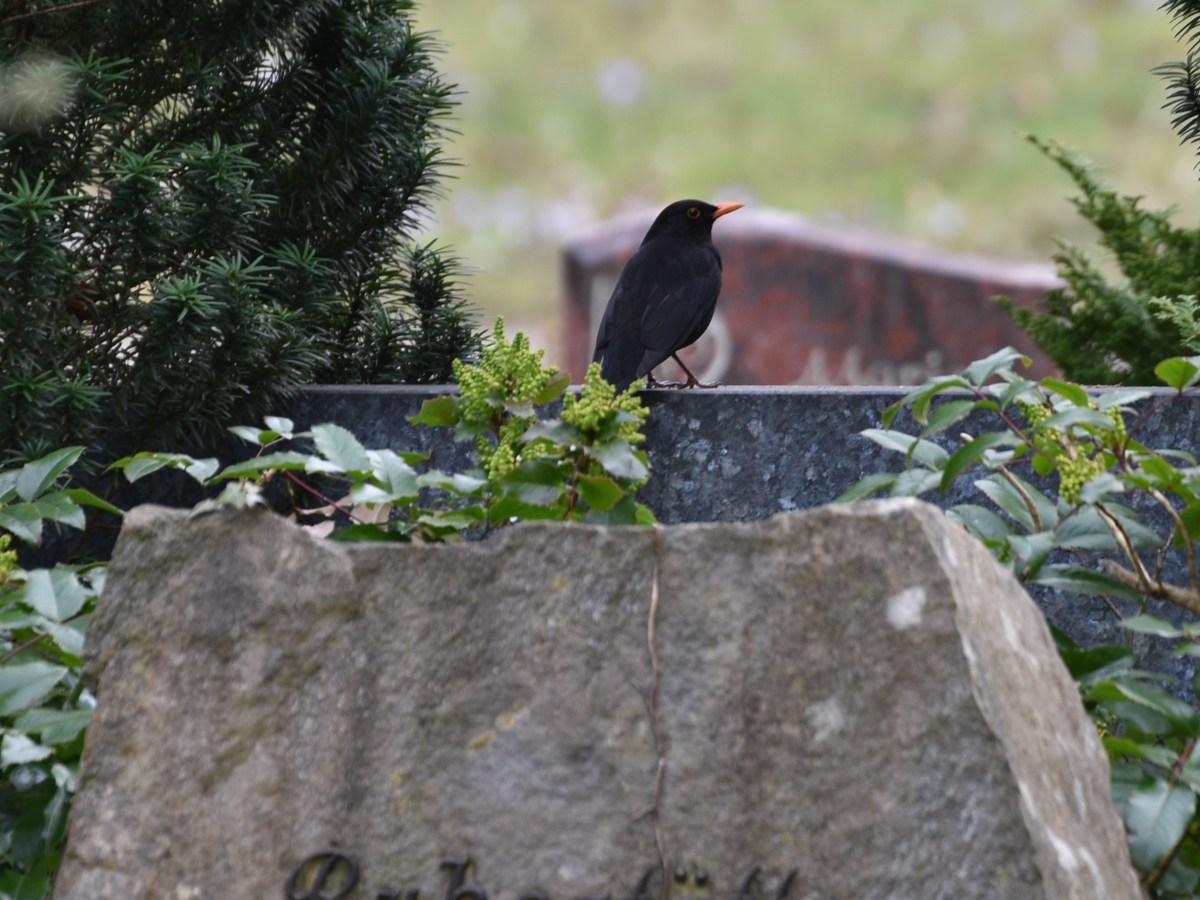 Be the first bird – Sei der erste Vogel