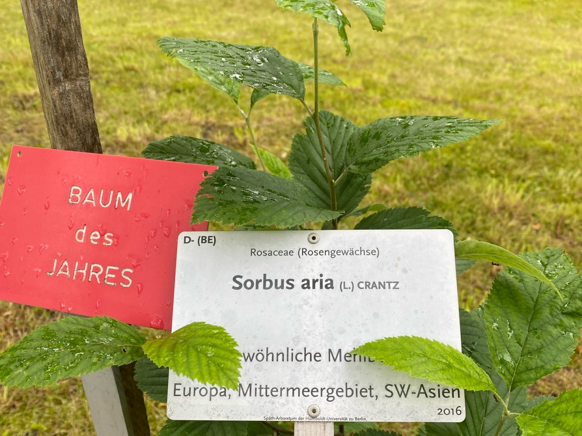 Die Mehlbeere – Baum des Jahres und noch vieles mehr!