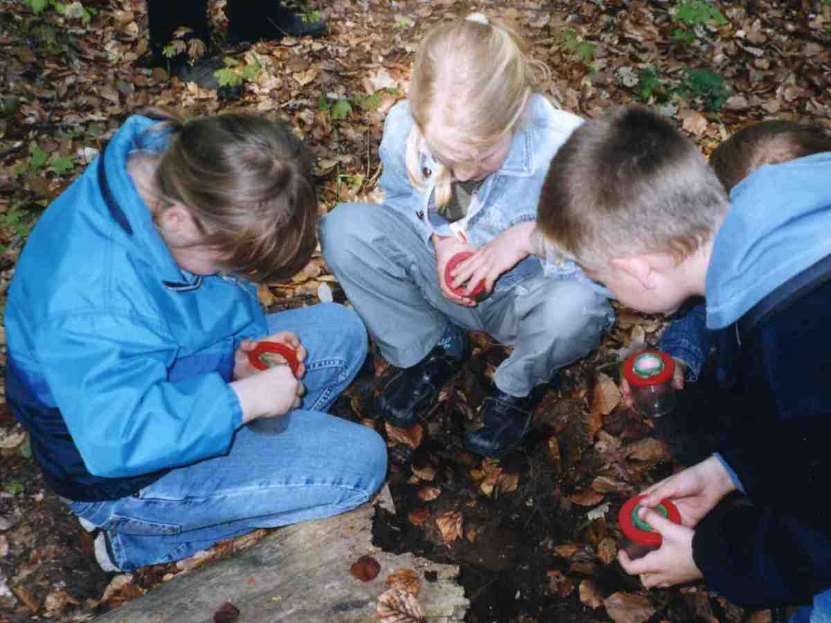 Waldboden – versteckte Vielfalt