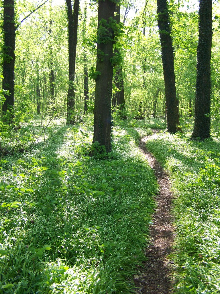 Ohren auf – Hörspaziergang im Plänterwald